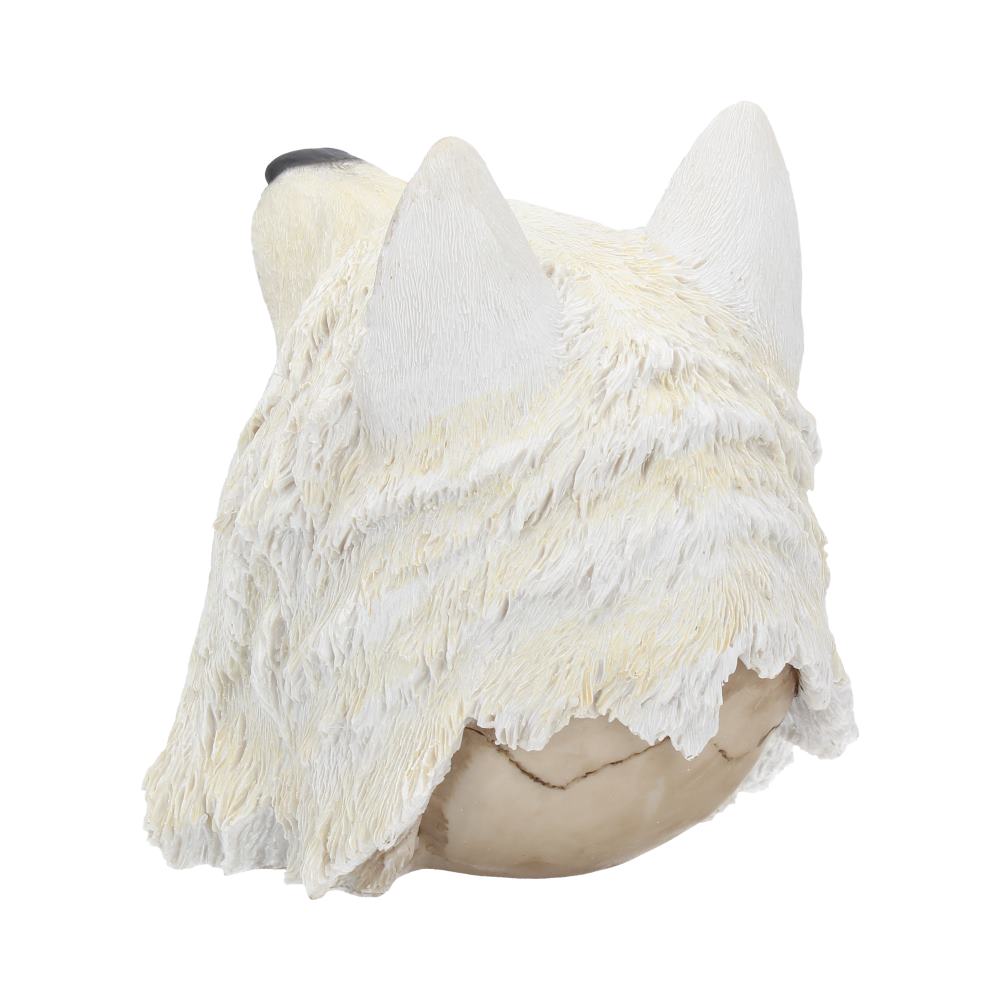 Night Wolf Skull 15.6cm - Image 4