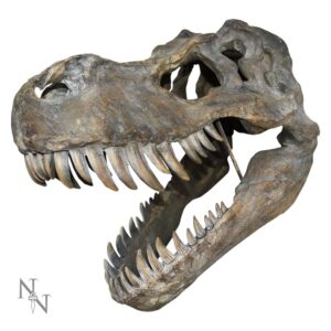 Tyrannosaurus Rex Large Dinosaur Skull 51.5cm