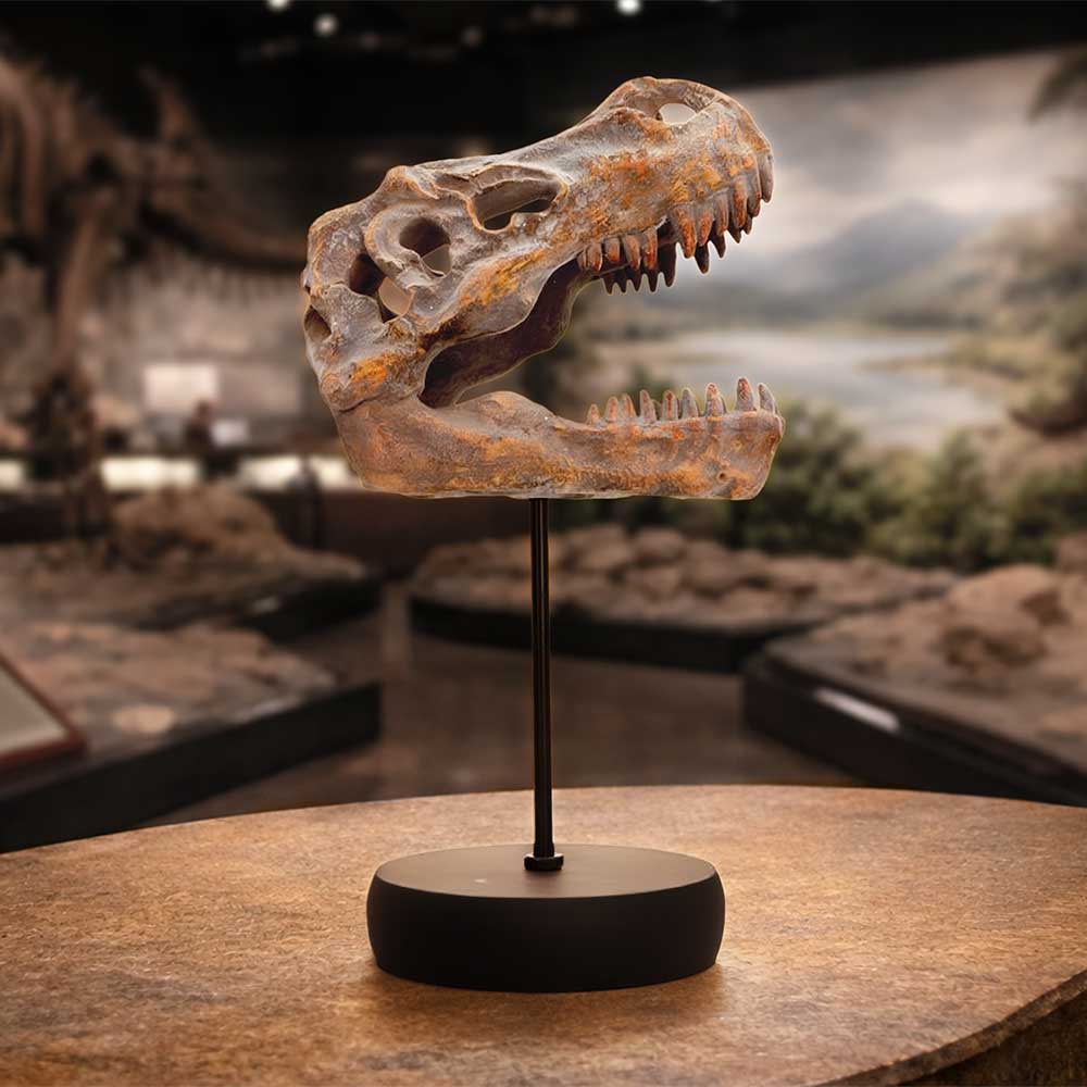 Fossilized dinosaur skull on a stand in a museum exhibit, with a blurred background.