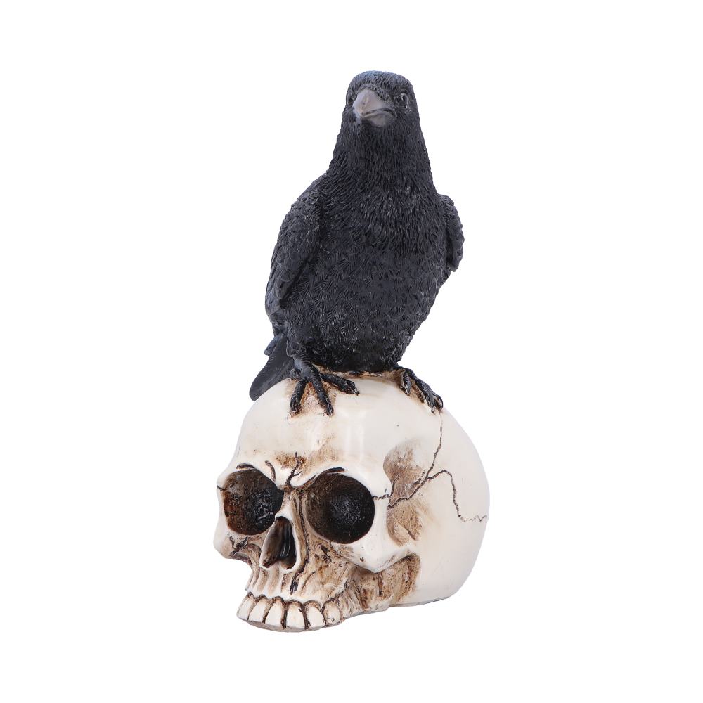 Black crow perched on top of a white cracked skull prop, facing forward with a calm pose.